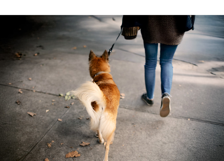 Dog Bites Lorenzana Law Firm